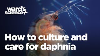 Caring and Culturing for Daphnia [upl. by Forsyth]