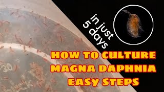 How to Culture Magna Daphnia Easily [upl. by Jaclyn451]