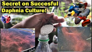 How to Culture Daphnia Successfully [upl. by Esilram]