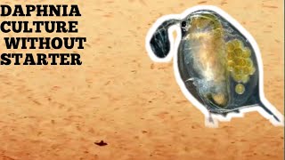 HOW TO CULTURE DAPHNIA NATURALLY WITHOUT A STARTER [upl. by Yroffej278]