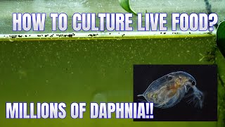 How to Culture Daphnia Secret Method to Breed MILLIONS  Simply Aquatic [upl. by Gerald]