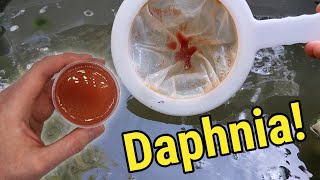 How I Culture Daphnia In Outdoor Tubs [upl. by Lezti720]