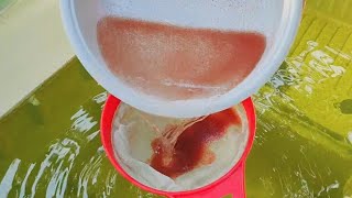 How to culture daphnia  Daphnia culture  How to grow daphnia outdoor [upl. by Yarled]