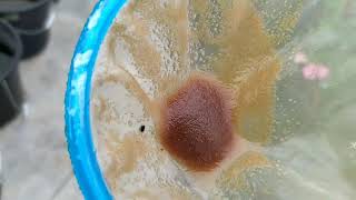 How to culture daphnia moina in a small container Part 1 English Subtitle [upl. by Tamsky541]