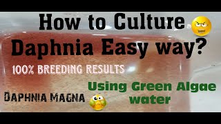 Daphnia MagnaHow to Culture Daphnia Easy wayCulturing Daphnia using Green water Daphnia [upl. by Alleris860]