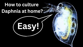 BEST Live Fish Food Beginner guide How to Culture Daphnia at home [upl. by Wendell508]