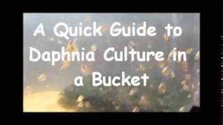 How to culture daphnia outside [upl. by Airod]