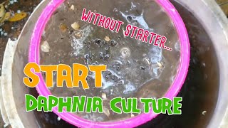 How to culture daphnia moina the easy way 1  Starting the Daphnia culture [upl. by Ehcrop666]