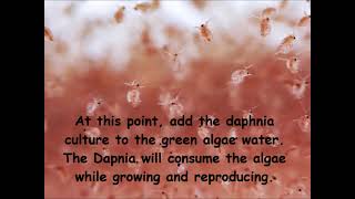 Daphnia  How to grow daphnia in your home [upl. by Huldah167]