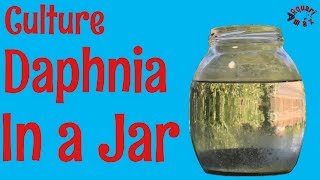 How to Culture Daphnia in a Jar [upl. by Dincolo672]