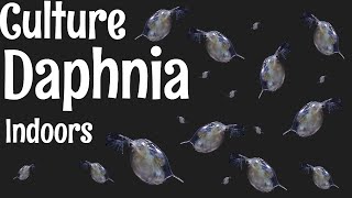 How to Culture Daphnia [upl. by Beacham172]