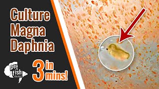 How to culture DAPHNIA MAGNA  The easy way [upl. by Richia90]