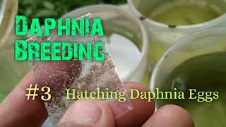 Daphnia Culture made simple and easy 3  Hatching Daphnia eggs [upl. by Adelaja]