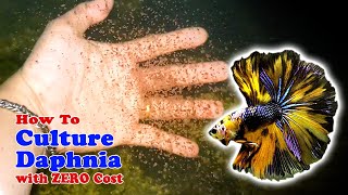 How to Culture Daphnia with ZERO Cost  Unlimited Live Food For Our Fish [upl. by Cr]