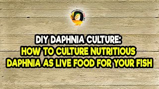 DIY Daphnia Culture How to Culture Nutritious Daphnia as Live Food for Your Fish [upl. by Nyleimaj]