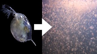 How I Culture Daphnia [upl. by Robina]