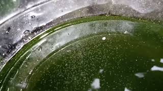 DAPHNIA MOINA CULTURE IN A SMALL BUCKET [upl. by Jaela576]