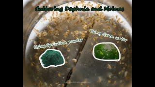 How To Culture Daphnia and Moinas using Green Water Spirulina powder [upl. by Roderich]