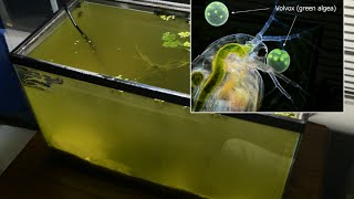 Raising Daphnia for the Freshwater Aquarium [upl. by Adnauqaj]