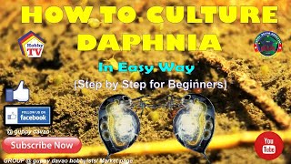 HOW TO CULTURE DAPHNIA In Easy Way [upl. by Cassell]